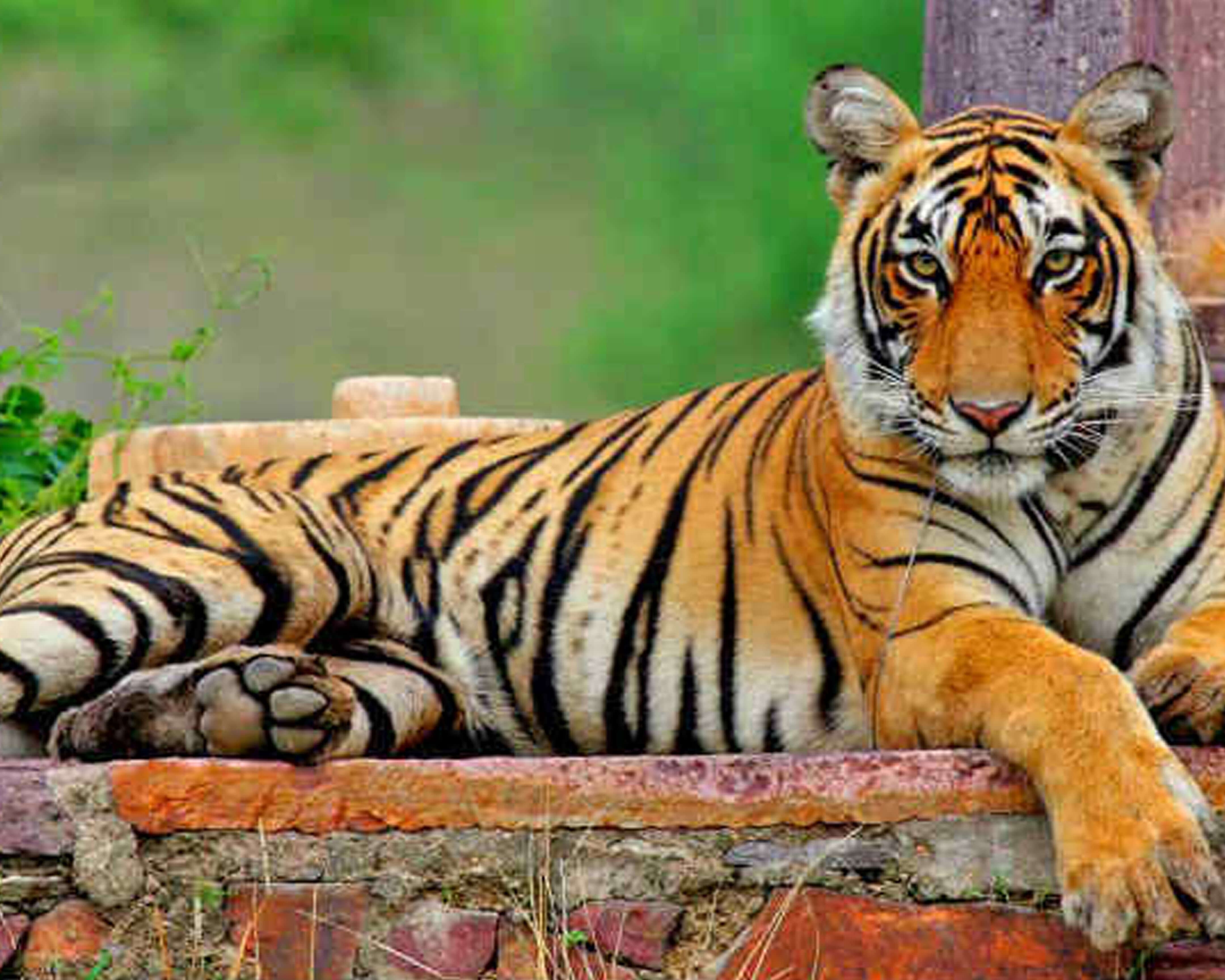 Tigres de Rajasthán (viaje en privado)